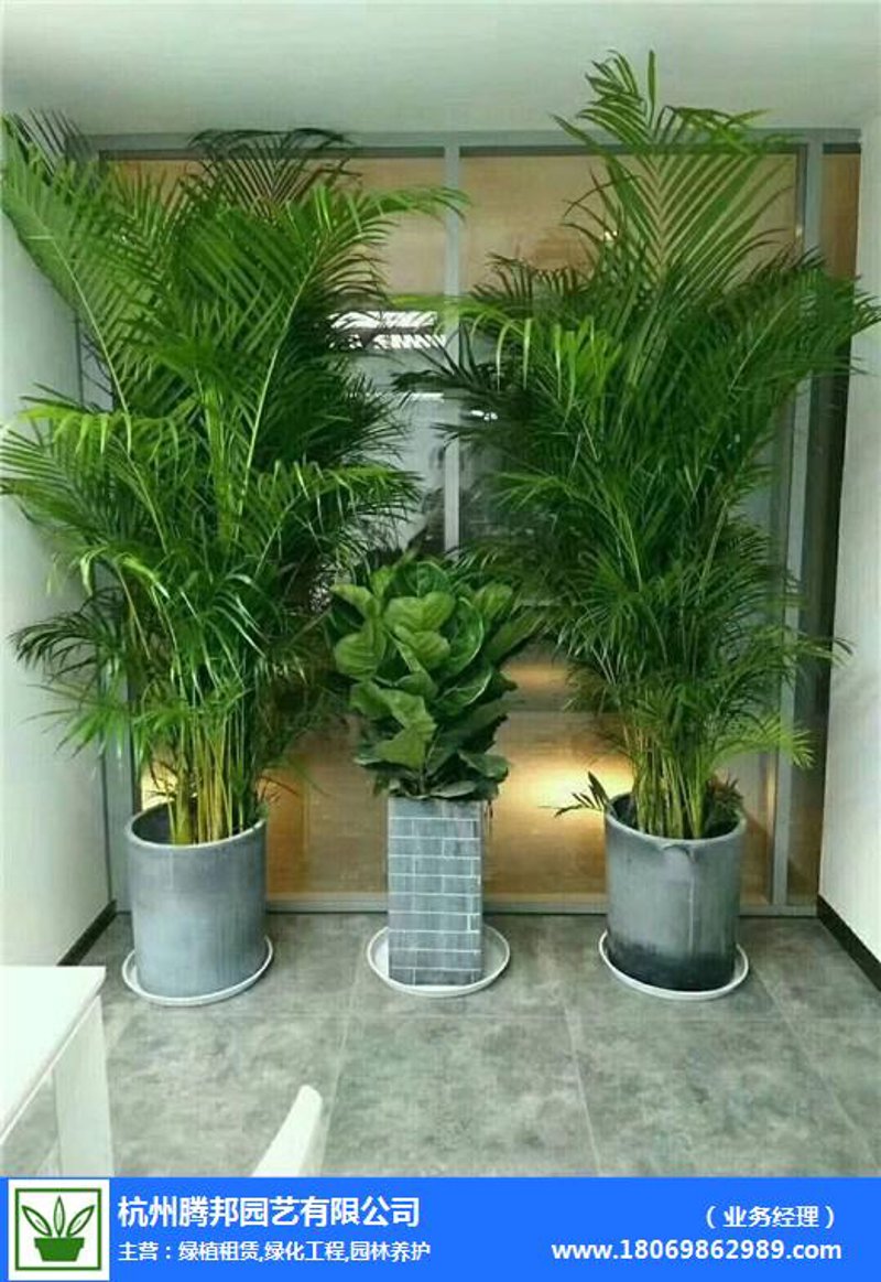 办公室绿植